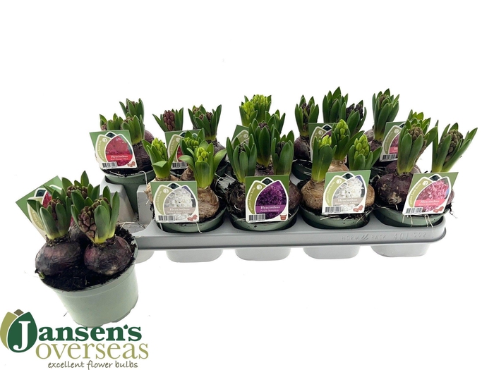 <h4>HYACIN GEM 4 KL</h4>