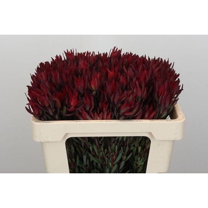 Leucadendron salignum Blush