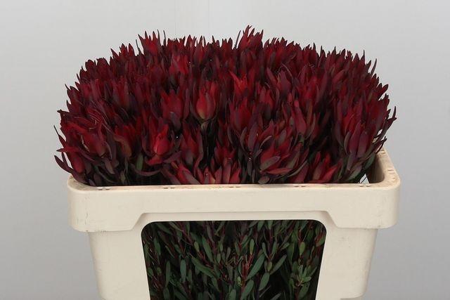 <h4>Leucadendron salignum 'Blush'</h4>