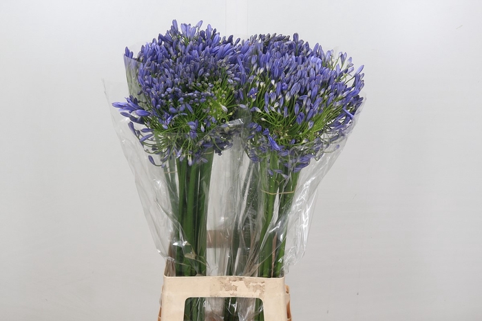 <h4>Agapanthus Blue Heaven</h4>