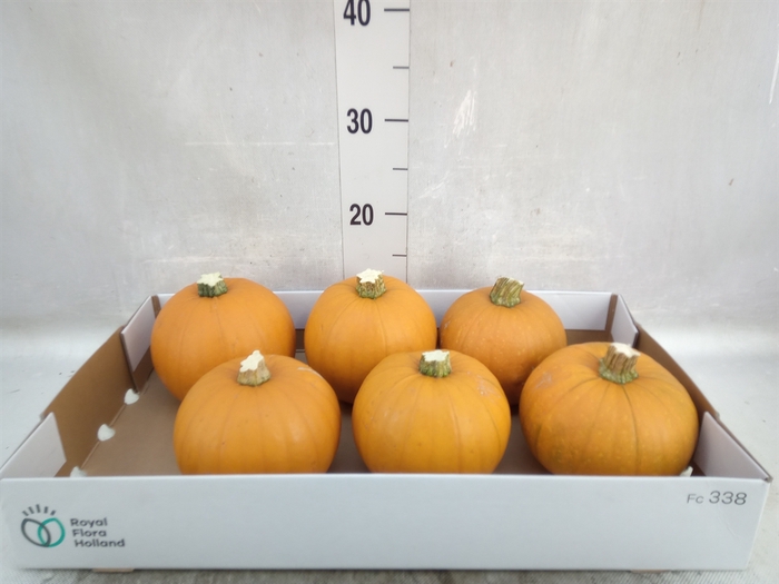 Cucurbita max. 'Halloween'