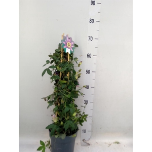 Passiflora   ...