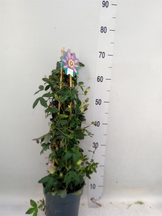 <h4>Passiflora   ...</h4>
