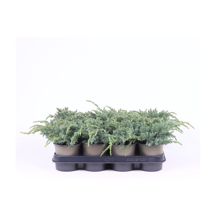 <h4>Juniperus squamata 'Blue Carpet'</h4>