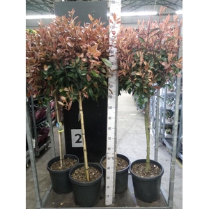 Photinia fraseri