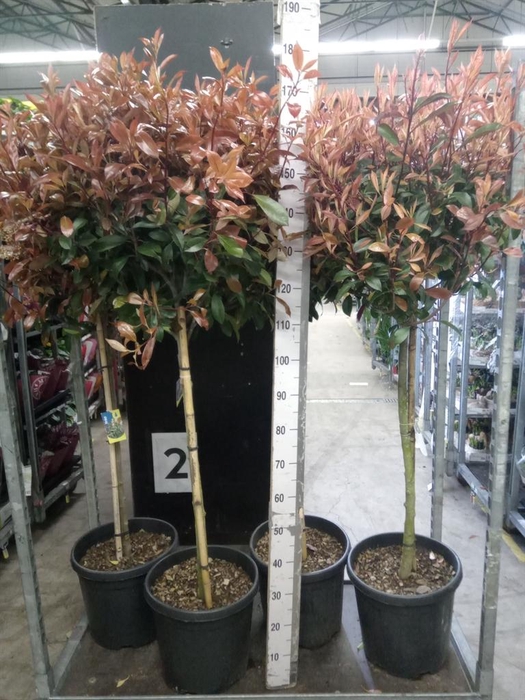 <h4>Photinia fraseri</h4>