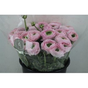 Ran Cloni Sup Confetto San Mauro