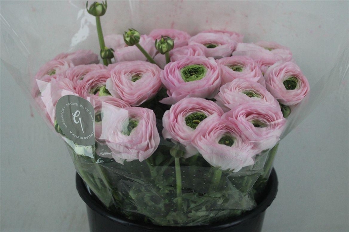 <h4>Ran Cloni Sup Confetto San Mauro</h4>