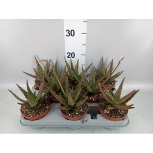 Aloe   ...