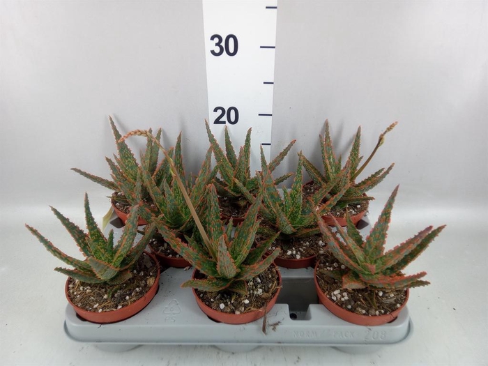 <h4>Aloe   ...</h4>