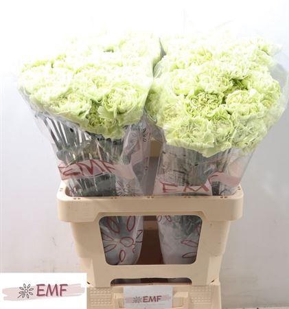 <h4>Di St Lege Verde</h4>