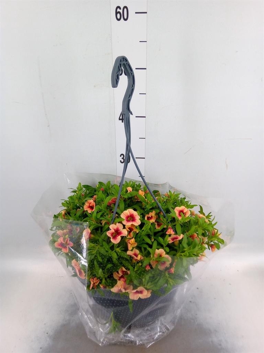 <h4>Hanging baskets</h4>