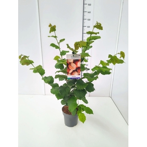 Corylus
