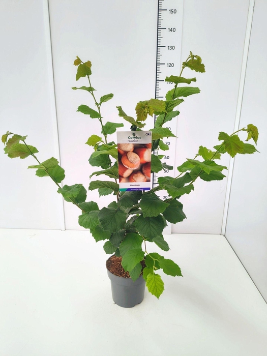 <h4>Corylus</h4>
