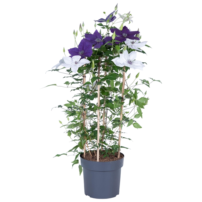 <h4>Nolina Clematis | Garland Duo</h4>