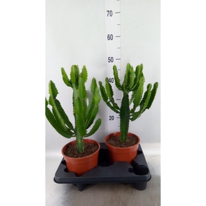 Euphorbia   ...