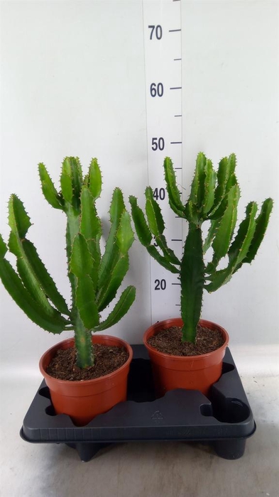 <h4>Euphorbia   ...</h4>
