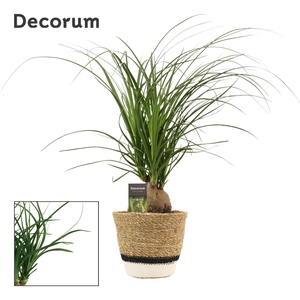Beaucarnea Bol 12 cm in Hanoi mand wit(Deco-collection)