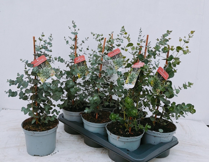 <h4>EUCAL GUNNII</h4>