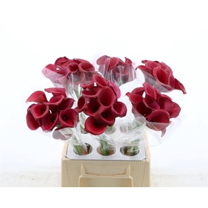 Calla Red Salsa