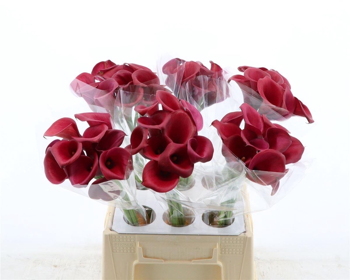 <h4>Calla Red Salsa</h4>