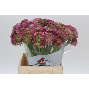 Ranunculus Pon Pon Malva