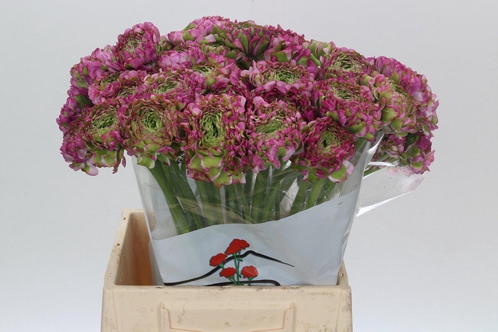 <h4>Ranunculus Pon Pon Malva</h4>