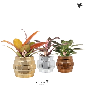 Kolibri Greens Philodendron mix in Allure Shiny pot mix