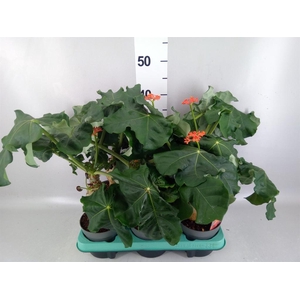 Jatropha podagrica