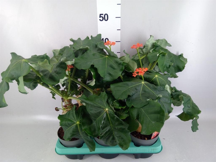 <h4>Jatropha podagrica</h4>