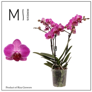 Phalaenopsis Ranion 3 spike – 12cm | Mimesis
