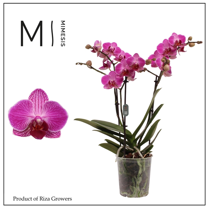 <h4>Phalaenopsis Ranion 3 spike – 12cm | Mimesis</h4>