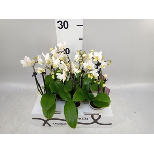 Phalaenopsis   ...mini