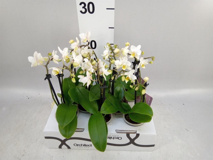 <h4>Phalaenopsis   ...mini</h4>