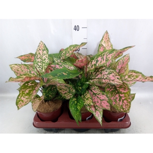 Aglaonema   ...