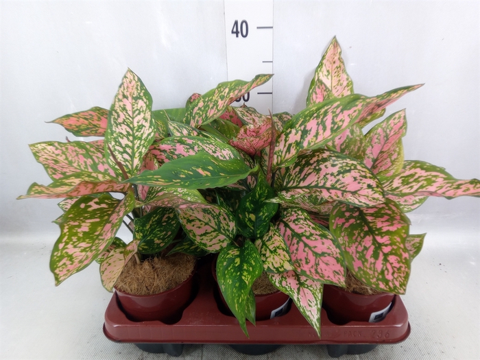 <h4>Aglaonema   ...</h4>