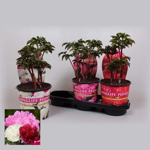 Paeonia 19CM Mix Longlife