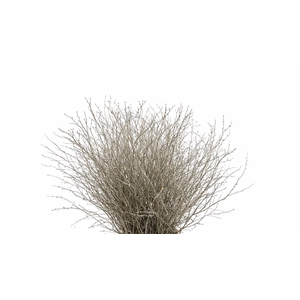 Berk 70cm Gl Platina Pbs
