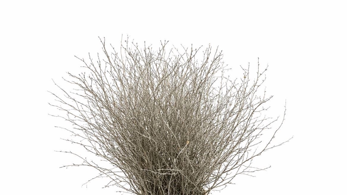 <h4>Berk 70cm Gl Platina Pbs</h4>