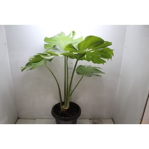 MONSTERA DELICIOSA P30