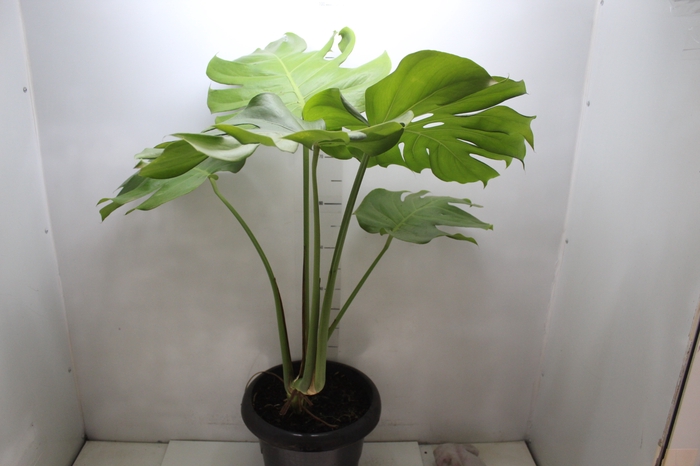 <h4>MONSTERA DELICIOSA P30</h4>