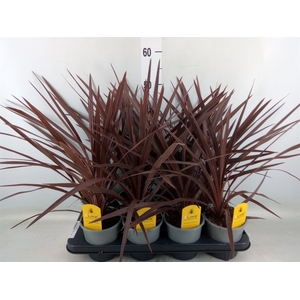 Cordyline austr. 'Red Star'