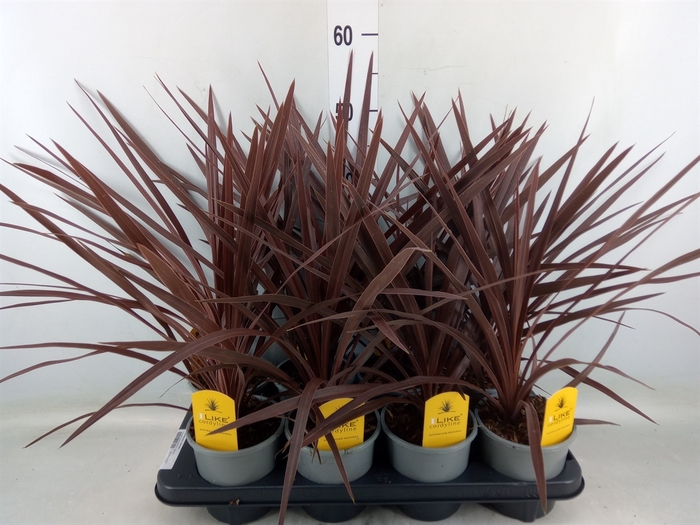 <h4>Cordyline austr. 'Red Star'</h4>