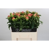 Paeonia Coral Sunset Xxl