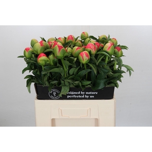 Paeonia coral sunset XXL
