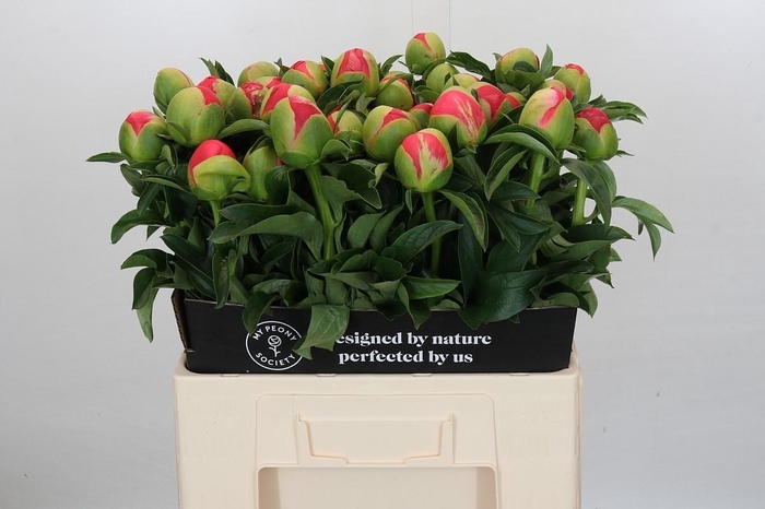 <h4>Paeonia Coral Sunset Xxl</h4>