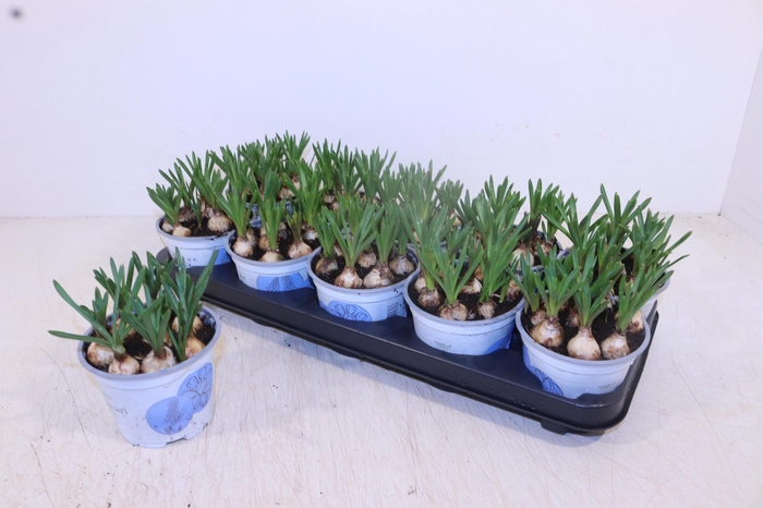 <h4>MUSCAR ARMENIACUM</h4>