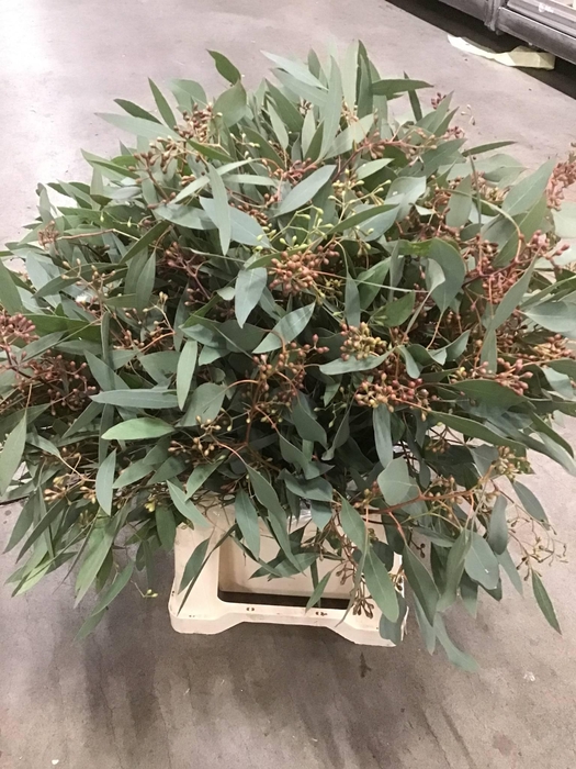 <h4>EUCA POPULUS GRAIN</h4>