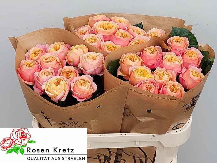 <h4>R GR DORSET!</h4>