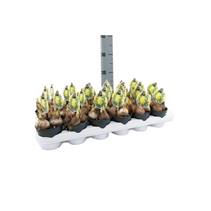 Narcissus DU 'Rip van Wink'